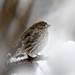 Bruce Finch Photo 9