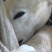 Sandy Curl Photo 8