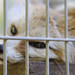 Ramona Fox Photo 14