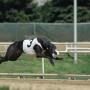 Raymond Leblanc Photo 7