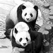 Wei Wang Photo 35