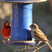 Kelley Sparrow Photo 16