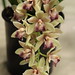 Annie Green Photo 12