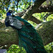 Joseph Peacock Photo 35
