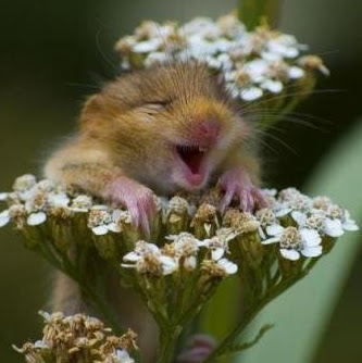 Cheryl Morris Photo 35