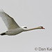 Dan Swan Photo 38