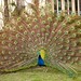David Peacock Photo 23