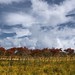 Cary Meadows Photo 5