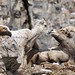 Daryl Lamb Photo 20
