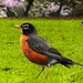 Robin Cherry Photo 12