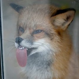 Timothy Fox Photo 37