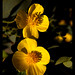 Barbara Flowers Photo 13