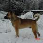 Shari Singleton Photo 5
