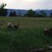 Deborah Loveland Photo 15