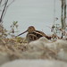 Allison Wilson Photo 24
