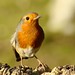 Robin Stump Photo 28