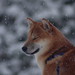 Marty Snow Photo 10