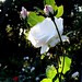 Lucie Rose Photo 10