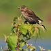 Jenny Sparrow Photo 11