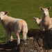 Dave Lamb Photo 27
