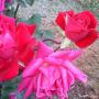 Deborah Mccord Photo 22