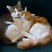Loretta Buck Photo 7