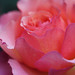 Joyce Rose Photo 32