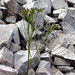Joseph Laing Photo 11