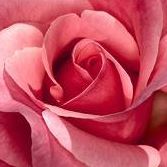Marilyn Hardy Photo 26