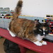 Thelma May Photo 15
