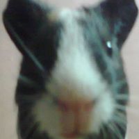 Margarita Gomes Photo 5