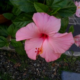 Nydia Rivera Photo 41