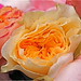 David Rose Photo 16