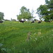 Diane Perry Photo 15
