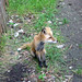Felix Fox Photo 9