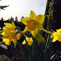 Diane Calvert Photo 15