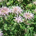 Annette Rowe Photo 14