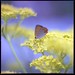 Carl Hassel Photo 14