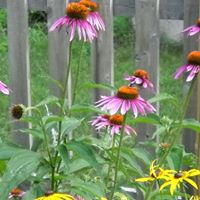 Deborah Root Photo 21