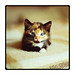 Sonya Smalls Photo 4