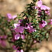 Susan Thies Photo 8