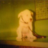Roderick Short Photo 3
