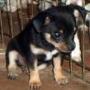 Carol Goforth Photo 16