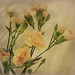 Joanna Sharp Photo 14