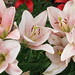 Lily Kam Photo 9