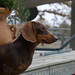 Roxanne Lockhart Photo 9