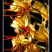 Ginger Bush Photo 10