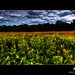 Jim Meadows Photo 28