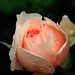 Rose Garrison Photo 15