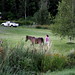 Amy Neighbors Photo 7